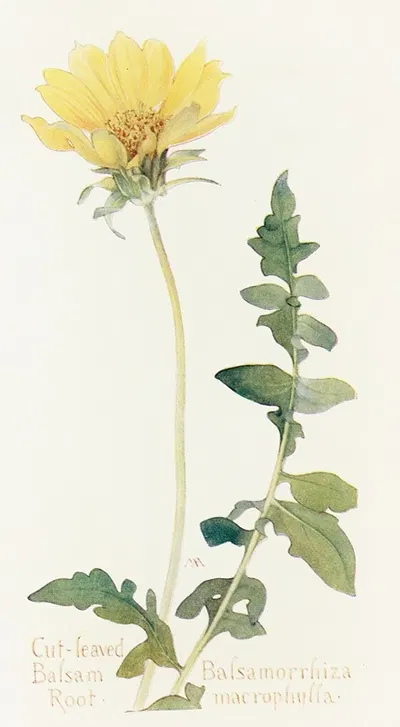Cut-leaved Balsam-Root by Margaret Armstrong, 1915 — digital art print download