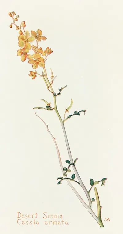 Desert Senna by Margaret Armstrong, 1915 — digital art print download