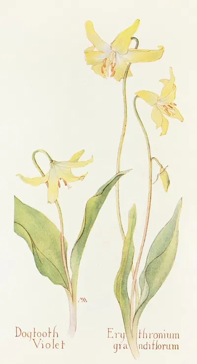 Dogtooth Violet by Margaret Armstrong, 1915 — digital art print download
