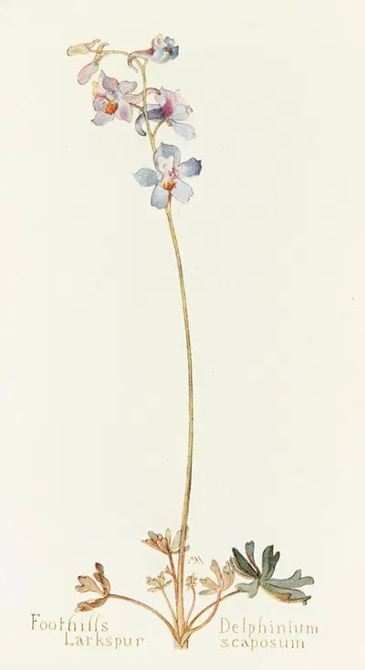 Foothills Larkspur by Margaret Armstrong, 1915 — digital art print download