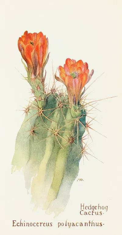 Hedgehog Cactus by Margaret Armstrong, 1915 — digital art print download