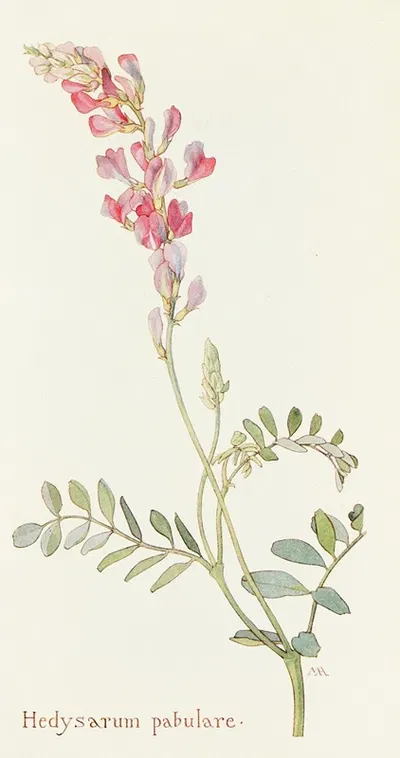 Hedysarum pabulare by Margaret Armstrong, 1915 — digital art print download
