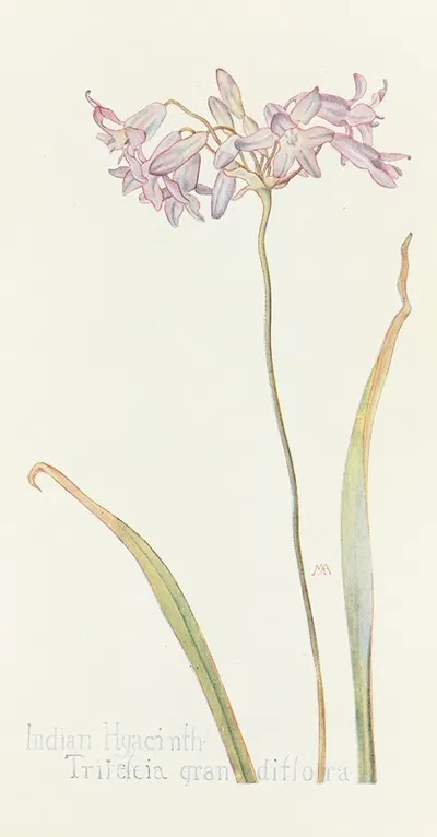 Indian Hyacinth by Margaret Armstrong, 1915 — digital art print download