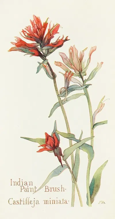 Indian Paint Brush by Margaret Armstrong, 1915 — digital art print download