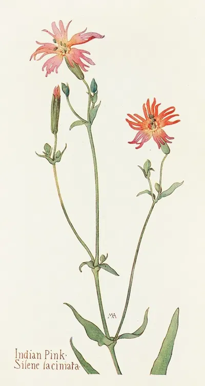 Indian Pink by Margaret Armstrong, 1915 — digital art print download