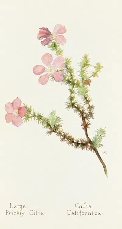 Large Prickly Gilia by Margaret Armstrong, 1915 — digital art print download
