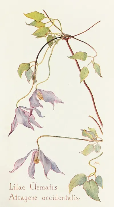 Lilac Clematis by Margaret Armstrong, 1915 — digital art print download