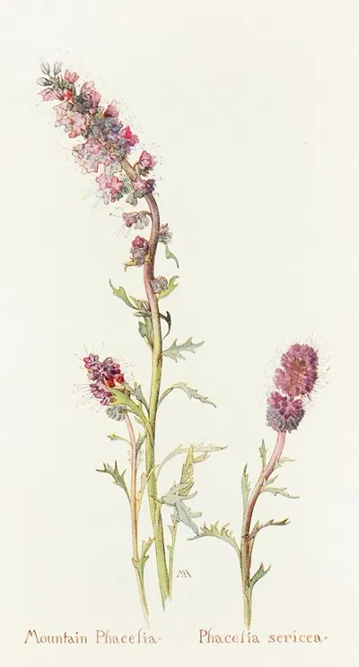 Mountain Phacelia by Margaret Armstrong, 1915 — digital art print download