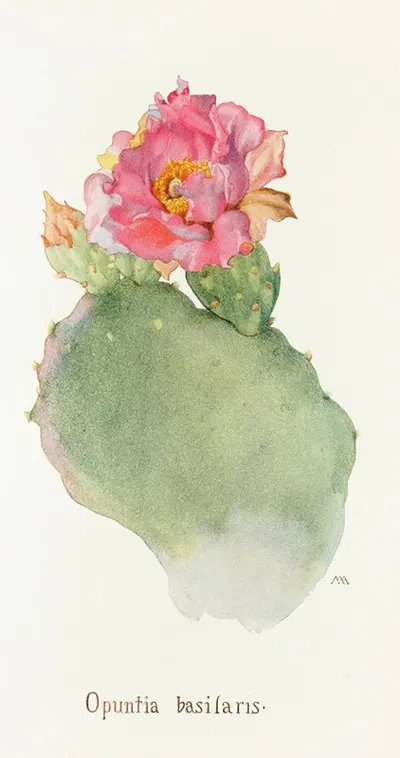 Opuntia basilaris by Margaret Armstrong, 1915 — digital art print download