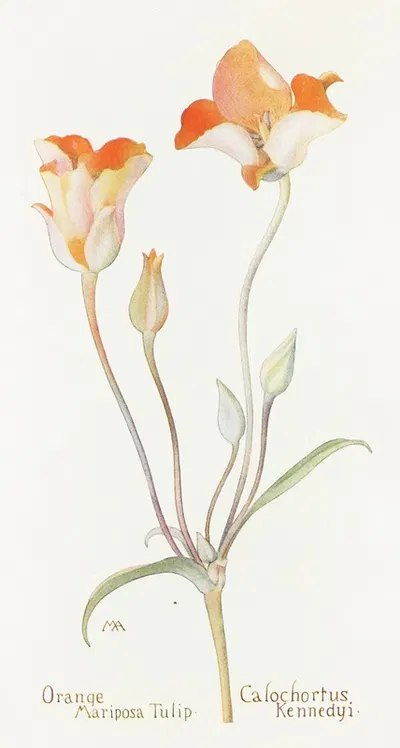 Orange Mariposa Tulip by Margaret Armstrong, 1915 — digital art print download