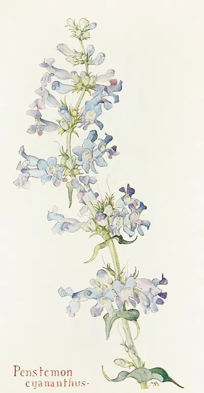 Penstemon cyananthus by Margaret Armstrong, 1915 — digital art print download