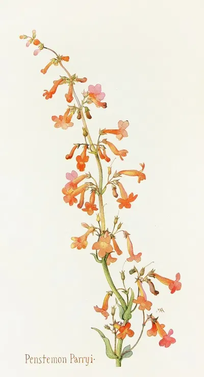 Penstemon Parryi by Margaret Armstrong, 1915 — digital art print download