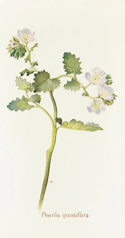 Phacelia grandiflora by Margaret Armstrong, 1915 — digital art print download