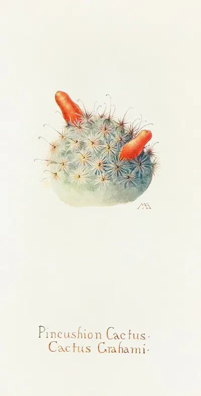 Pincushion Cactus by Margaret Armstrong, 1915 — digital art print download