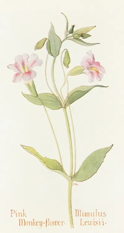 Pink Monkey Flower by Margaret Armstrong, 1915 — digital art print download