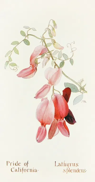 Pride of California by Margaret Armstrong, 1915 — digital art print download