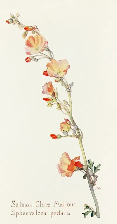 Salmon Globe Mallow by Margaret Armstrong, 1915 — digital art print download