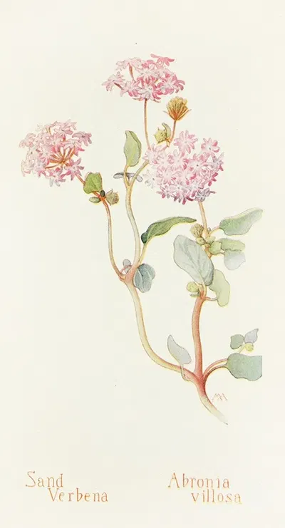 Sand-Verbena by Margaret Armstrong, 1915 — digital art print download