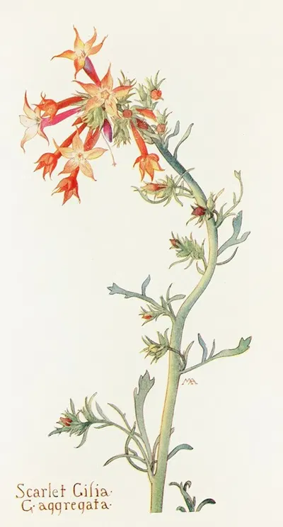 Scarlet Gilia by Margaret Armstrong, 1915 — digital art print download