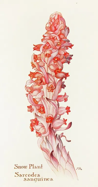 Snow-Plant by Margaret Armstrong, 1915 — digital art print download