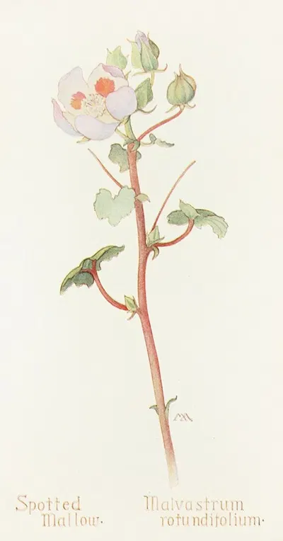 Spotted Mallow by Margaret Armstrong, 1915 — digital art print download