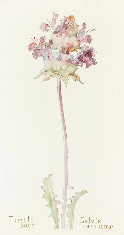 Thistle Sage by Margaret Armstrong, 1915 — digital art print download