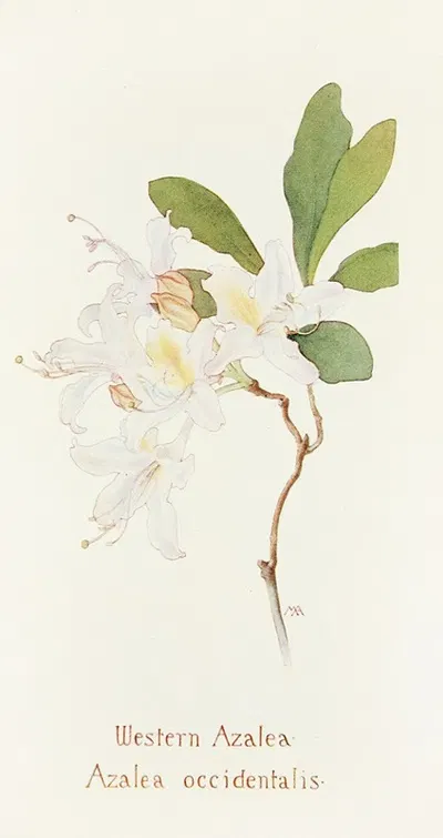 Western Azalea by Margaret Armstrong, 1915 — digital art print download