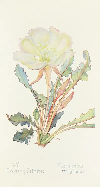 White Evening Primrose by Margaret Armstrong, 1915 — digital art print download