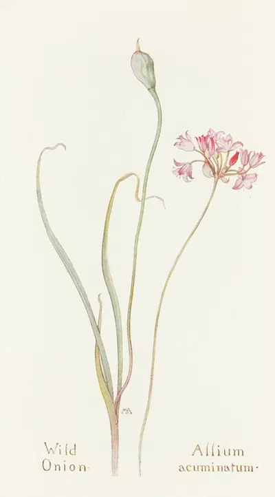 Wild Onion by Margaret Armstrong, 1915 — digital art print download