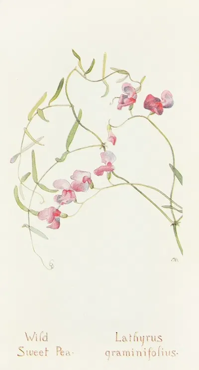 Wild Sweet Pea by Margaret Armstrong, 1915 — digital art print download