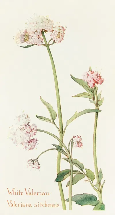 Wild Valerian by Margaret Armstrong, 1915 — digital art print download