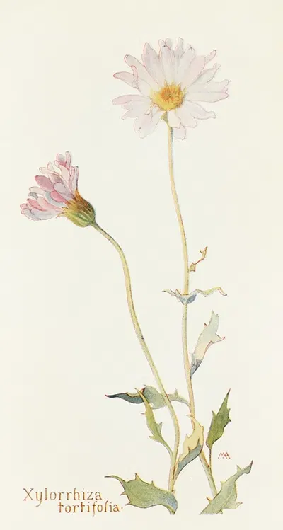 Xylorrhiza tortifolia by Margaret Armstrong, 1915 — digital art print download