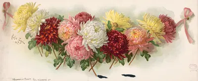 A cluster of beauty by Paul de Longpre, 1895 — digital art print download