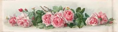 La France roses by Paul de Longpre, 1903 — digital art print download
