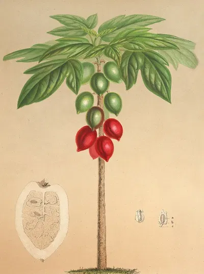 Carica erythrocarpa by Charles Antoine Lemaire, 1854-1896 — digital art print download
