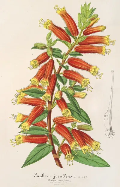 Cyphæa (Cuphea) jorullensis by Charles Antoine Lemaire, 1854-1896 — digital art print download