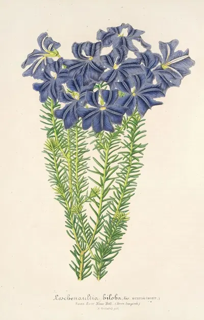 Leschenaultia biloba by Charles Antoine Lemaire, 1854-1896 — digital art print download