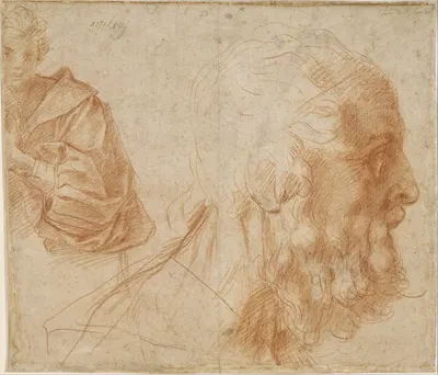 Sheet of studies with a youth and the head of an old man looking to the right by Андреа дель Сарто — digital art print…