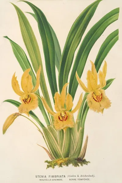 Stenia fimbriata by Charles Antoine Lemaire, 1854-1896 — digital art print download