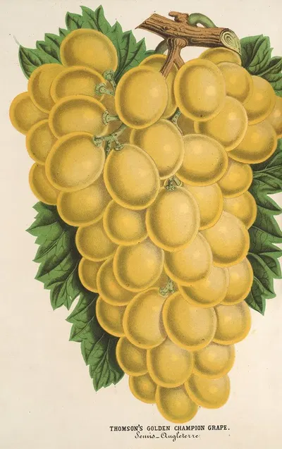 Thomson's Golden Champion Grape by Charles Antoine Lemaire, 1854-1896 — digital art print download