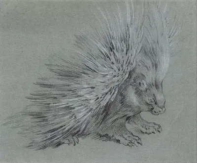 Porcupine by Jean-Baptiste Oudry — digital art print download