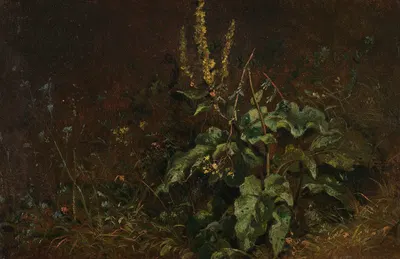 Stauden (Königskerzen und Gräser) by Карл Спицвег, 1845-1850 — digital art print download