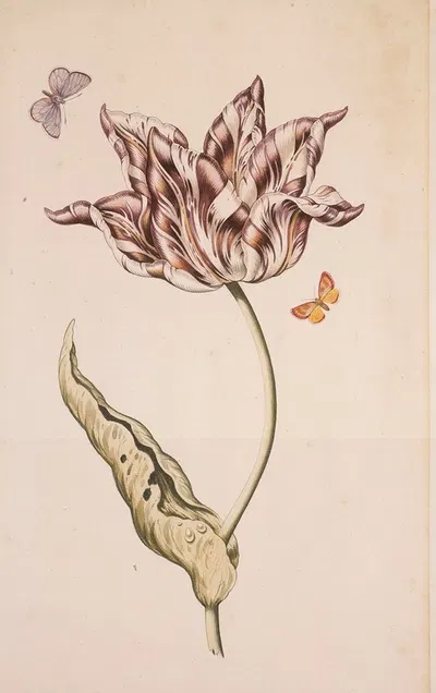 A Purple And White Tulip With Two Moths by Голландская школа — digital art print download