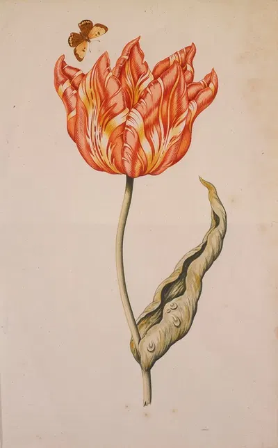 An Orange And Yellow Tulip With A Butterfly by Голландская школа — digital art print download