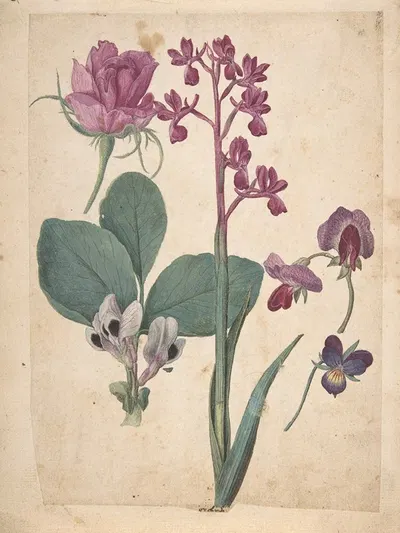 A Sheet of Studies of Flowers; A Rose, a Heartsease, a Sweet Pea, a Garden Pea, and a Lax-flowered Orchid by Jacques Le…