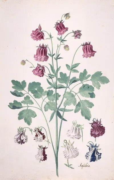 A Columbine or Granny's Bonnet (Aquilegia), with Additional Studies of Flowers by Pieter Holsteyn II — digital art print…
