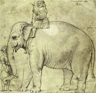 The Elephant Hanno by Raphael, 1516 — digital art print download