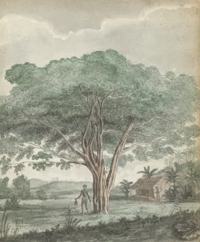 Boom op Ceylon by Jan Brandes, 1785 - 1786 — digital art print download