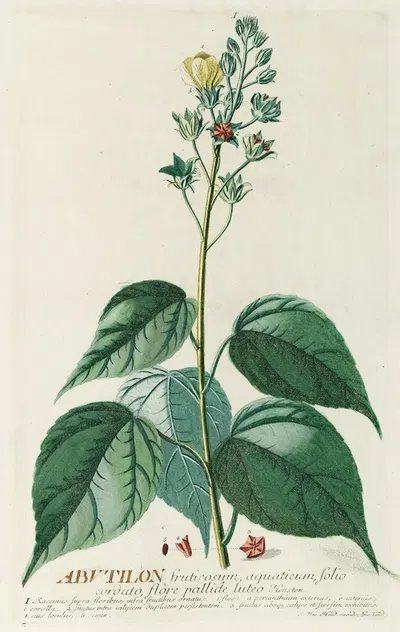 Abutilon by Georg Dionysius Ehret, 1750-1773 — digital art print download