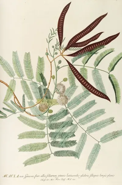 Acacia by Georg Dionysius Ehret, 1750-1773 — digital art print download